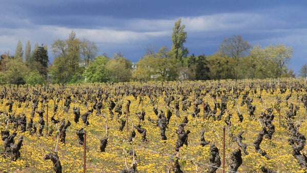 Muscadet Sèvre & Maine "Granite" 2018