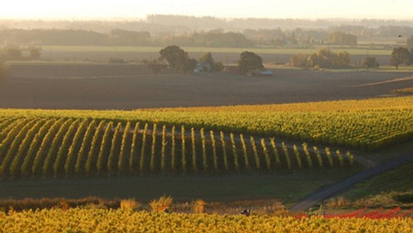Gamay "Petits Fers" 2019
